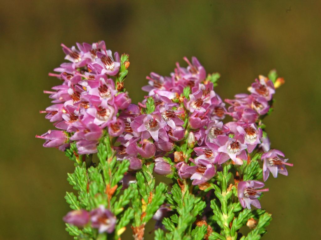 Calluna vulgaris / Brugo
